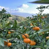 ߷�����ࡡ�������ߤ��� 10kg��Ʊ�������Բġ�