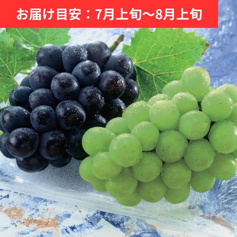 �����֤ɤ��͹礻 �ޥ����åȥ��֥��쥭����ɥꥢ���˥塼�ԥ�����(��ʤ�) ��1˼ (�� ��1.2kg)