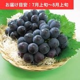 �˥塼�ԥ�����(��ʤ�) 2˼(�� ��1.2kg)