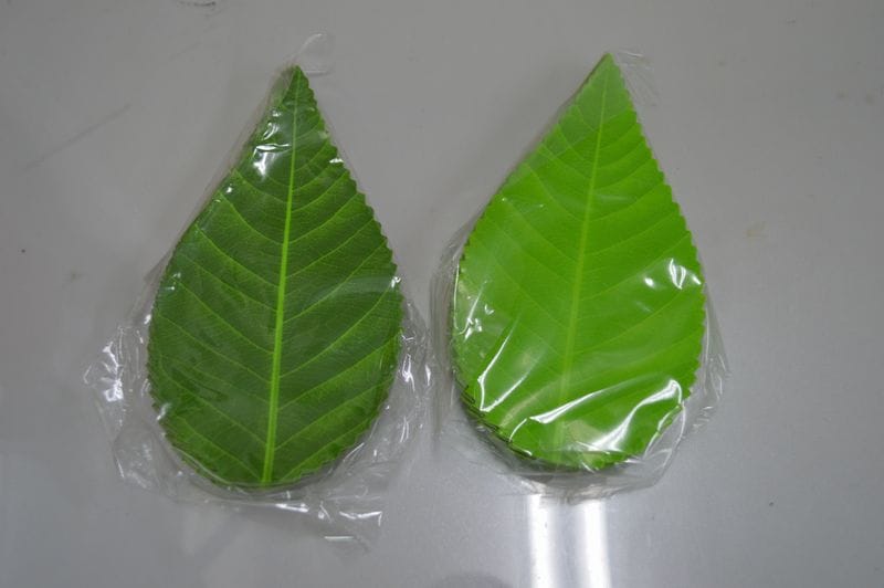 ��Ƥι�ꡡ�����������͹���