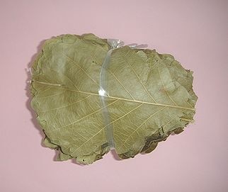 柏の葉　（乾燥）　250枚入×１P