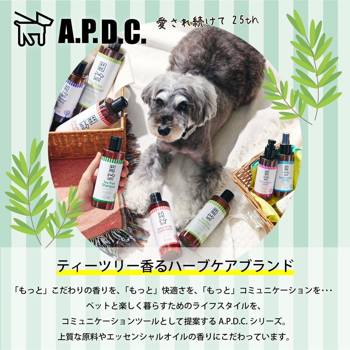 ティーツリーシャンプー 5L 業務用 | A.P.D.C. | カチオン公式