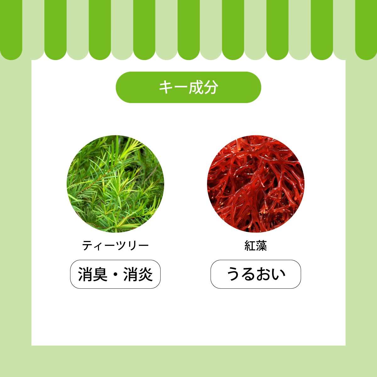 ティーツリー シャンプー＆コンディショナーセット 500ml ×各1本