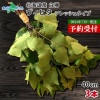 HOKKAIDO Vihta ̳ƻ  ҥ 3   ƥꥢ եåҥ  ӥҥ   ƥȥ ʥå  奦 Ϥ ¥ å ̹񤫤£ʪ ̵