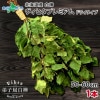 HOKKAIDO Vihta ̳ƻ  ҥ 1 ҥ ץߥ ɥ饤 ҥ   ƥꥢ  ӥҥ   ƥȥ ʥå   ¥ å  ̹񤫤£ʪ ̵