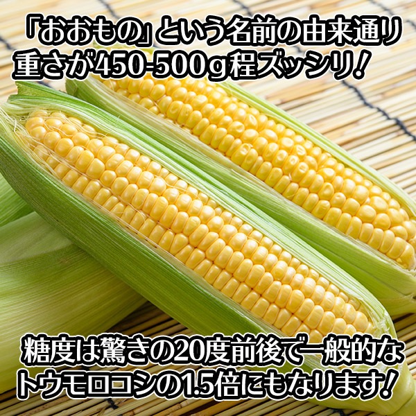  ̳ƻ ȥ ٥å  11 Ȥ/BBQ/С٥塼//ۥ磻ȥ/ȥ// ̵вͽꡧ8-9 Բ
