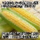  ̳ƻ ȥ ٥å  11 Ȥ/BBQ/С٥塼//ۥ磻ȥ/ȥ// ̵вͽꡧ8-9 Բ