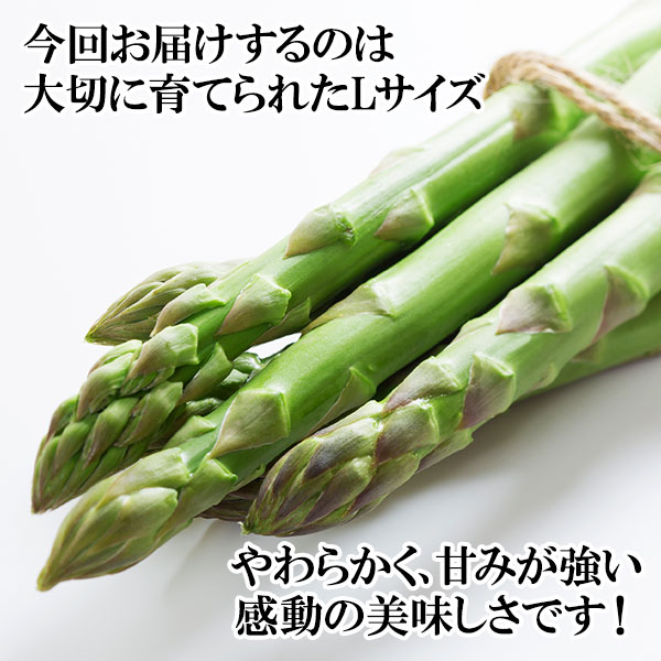 ̳ƻ ꡼󥢥ѥ饬 L 900g̵вͽꡧ5-6 Բ Բ