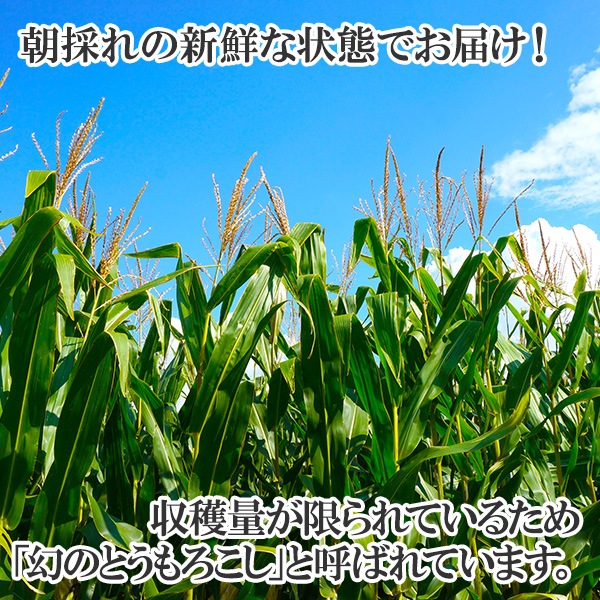 ̳ƻ Ȥ ̣ ߤ餤 30(L-LL/13kg) ȥ/BBQ/С٥塼/̹񤫤£ʪ/ ̵ вͽꡧ8-9 Բ