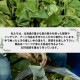 ̳ƻ   ҥ 4 å HOKKAIDO Vihta  ƥȥ  ҶĮ ץ쥼 ӥҥ    £ʪ ƥꥢ   ʪ å ե gift ̹񤫤£ʪ ̵