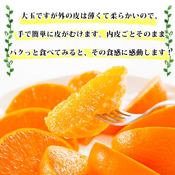 柑橘の大トロといわれるほどの逸品！「せとか」