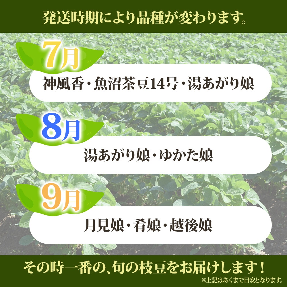 渵 㸩  Ʀ 500g2 1kg ե ľ  īΤ  ޤ Ʀ ޥ Ʀ ޤ ޥ   䤵 Ĥޤ £ʪ £ ˫  Ĵ ¢ ̵ вͽꡧ7ܡ9ȯ
