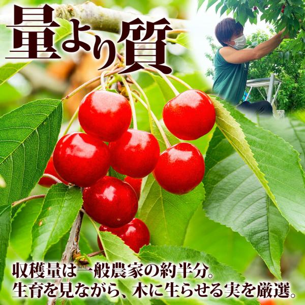 秀峰作品　 約140cm x46cm 値段下げます 山形県 寒河江市産 さくらんぼ「紅秀峰」秀品Lサイズ以上 約400g(200g