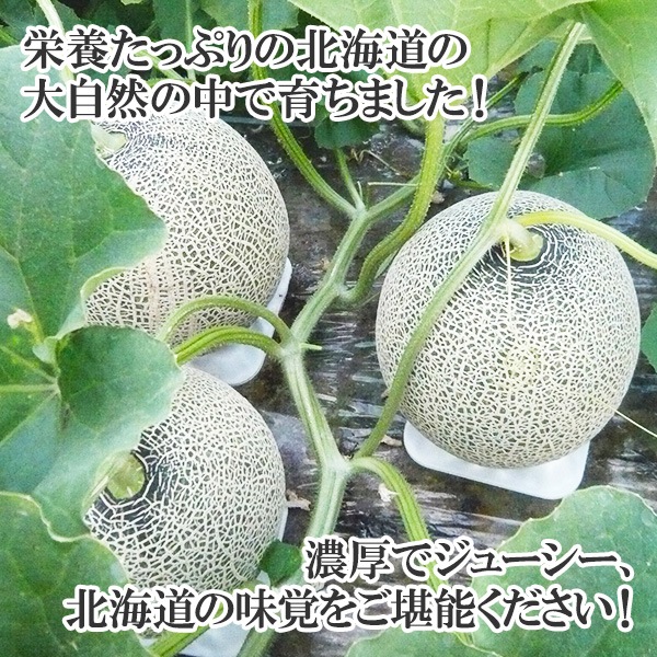 赤肉メロン通販｜見た目を気にしないご自宅用に、とっても甘い逸品