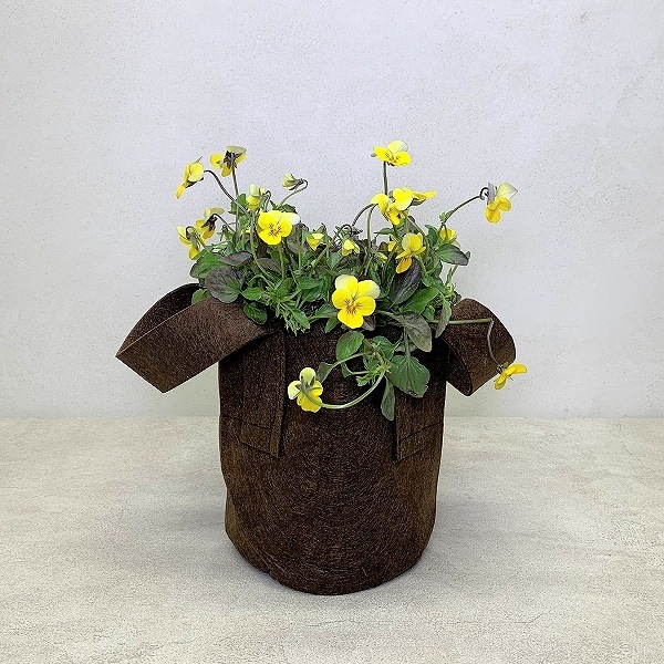 �롼�ĥݡ�����3.8L �ʥ֥饦���