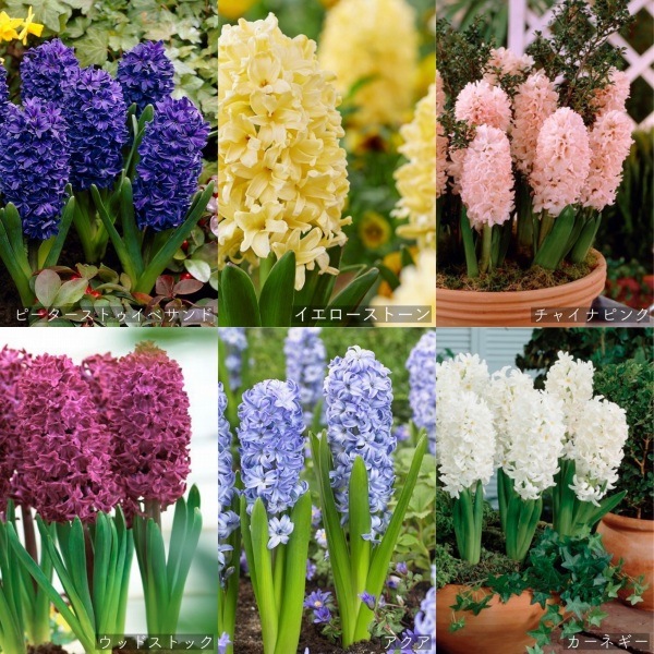 ヒヤシンス球根付き バルブベース ロング ロイヤルガーデナーズクラブ公式通販 ヒヤシンス球根付き バルブベース ロング ロイヤルガーデナーズクラブ公式通販