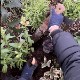 ��������եȡ������ǥ˥󥰥ʥ��աʻ��ڷ�����ܳץ������աʥ��եȥ�åԥ��ʡ�