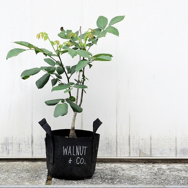 �롼�ĥݡ�����8L �ʥե��쥹�ȡ�