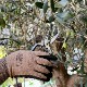 ǽSP bubinga