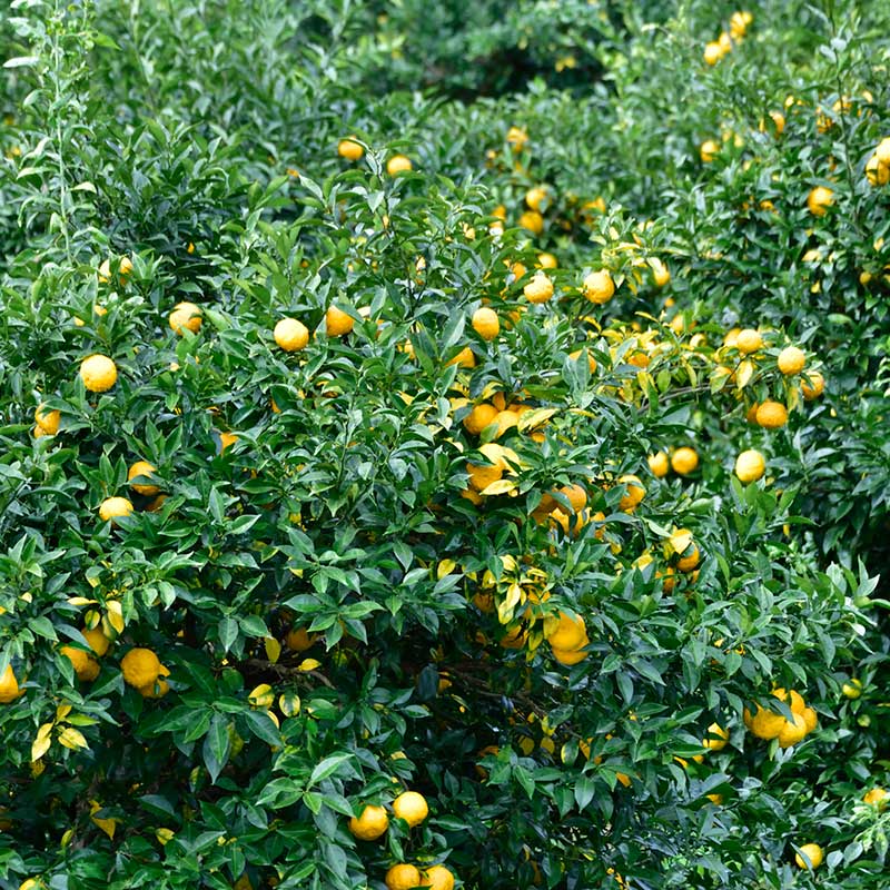 【W-TGY】冬の味わいセット