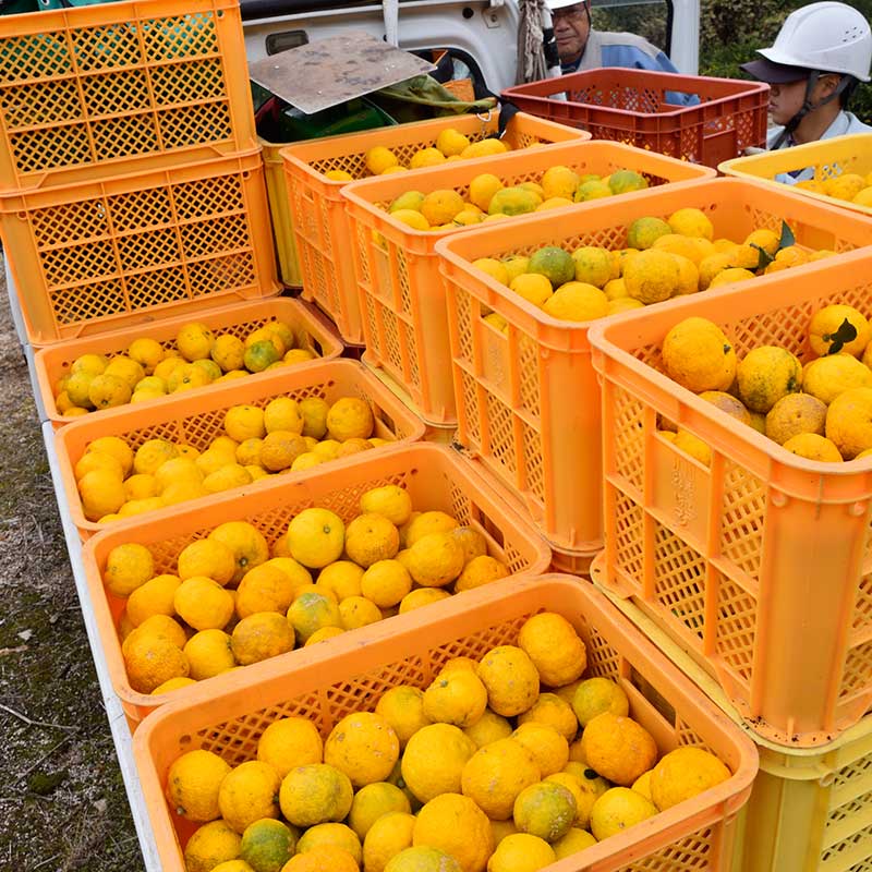 【W-TGY】冬の味わいセット