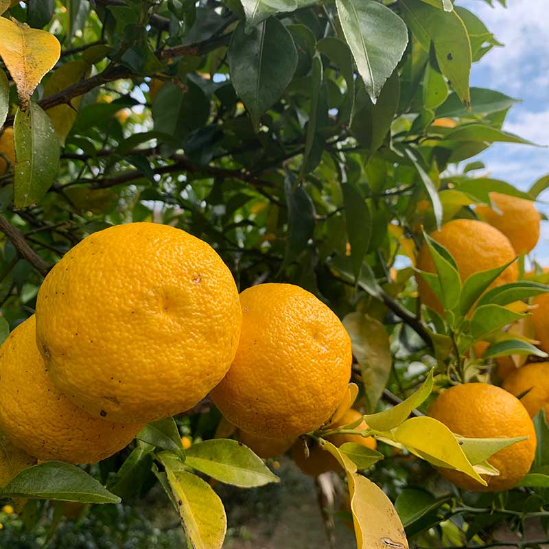 【W-TGY】冬の味わいセット