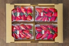 2026/1/4着以降分】朝摘みいちご◇お日さまの雫◇4パック | いちご