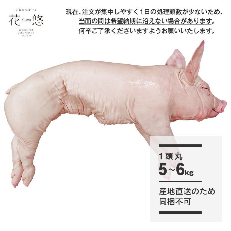 千葉県産 花悠仔豚(メス限定) １頭丸 5～6kg　※毛残りの了承をお願いいたします【納期：1ヶ月以上後発送予定】※屠場で使用しているボイラー用の燃料手配が困難となっており、納期を頂戴しております。納期がお伝え出来るようになりましたら、ご発注後にご連絡いたします。※現在は銀行振込でのご注文のみ受け付けております。