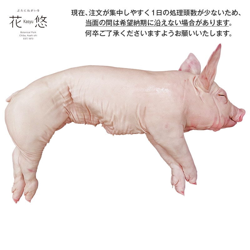 千葉県産 花悠仔豚(メス限定) １頭丸 5～7kg(乳のみ)【ご入金確認後14～21日後発送】