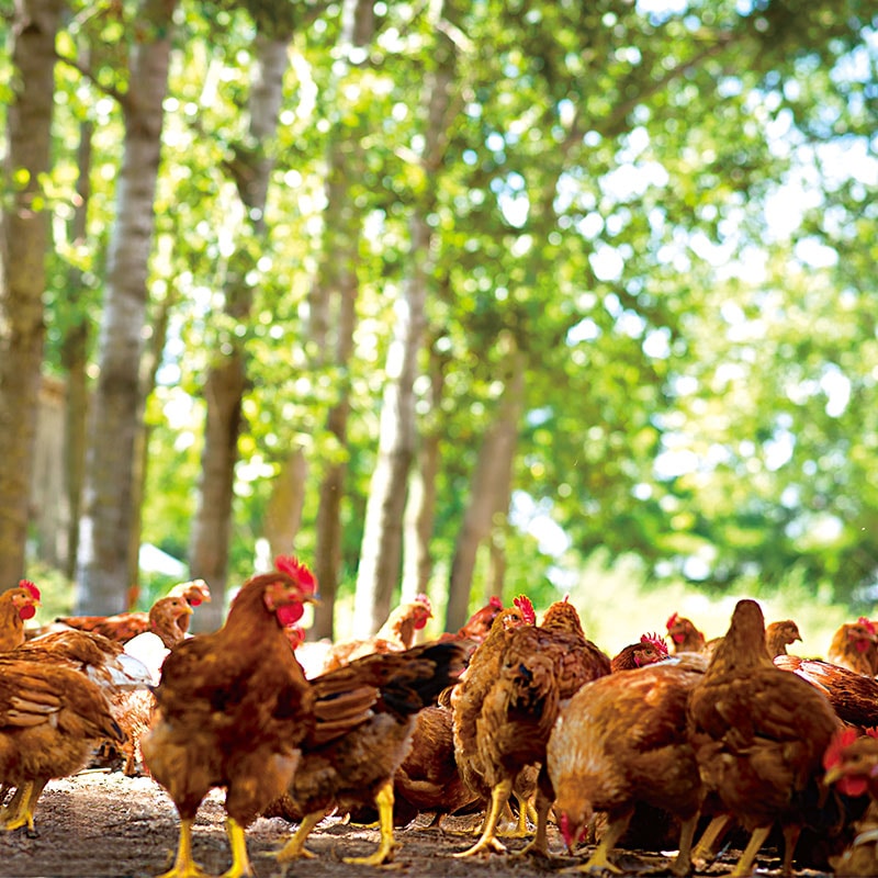 ハンガリー産 冷凍 放牧赤鶏