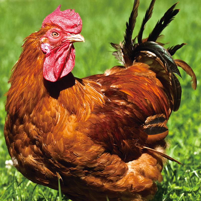 ハンガリー産 冷凍 放牧赤鶏