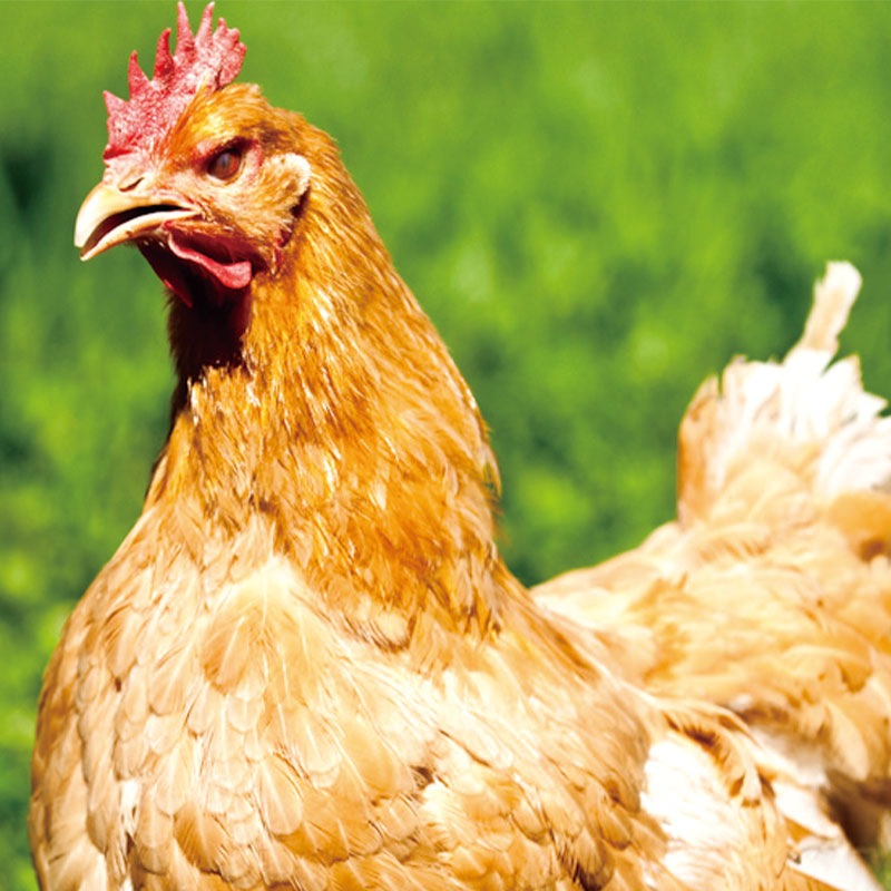 ハンガリー産 冷凍 放牧赤鶏