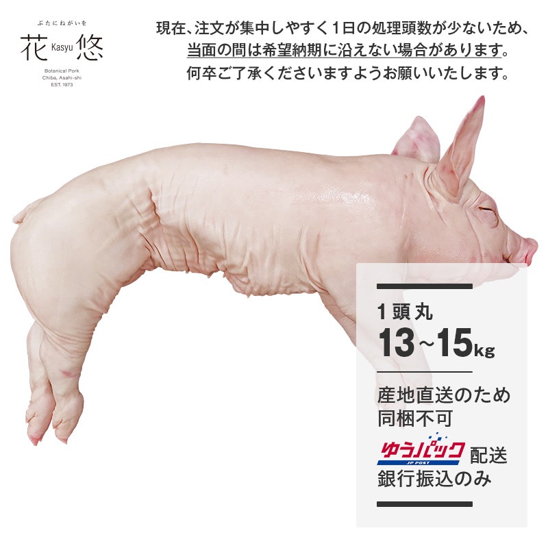 千葉県産 花悠仔豚(メス限定) 1頭丸 13~15kg【ご入金確認後14~21日後発送】