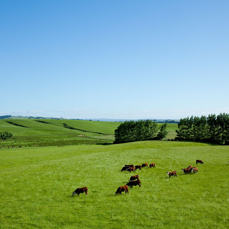 【量り売り】シルバーファーンファームス社 ニュージーランド牧草牛 チルド 牛サーロイン正肉(ストリップロイン) プレミアムステアグレード【1本:約3.0~7.0kg】