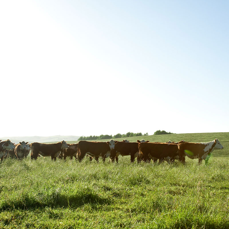 【量り売り】シルバーファーンファームス社 ニュージーランド牧草牛 チルド 牛サーロイン正肉(ストリップロイン) プレミアムステアグレード【1本:約3.0~7.0kg】