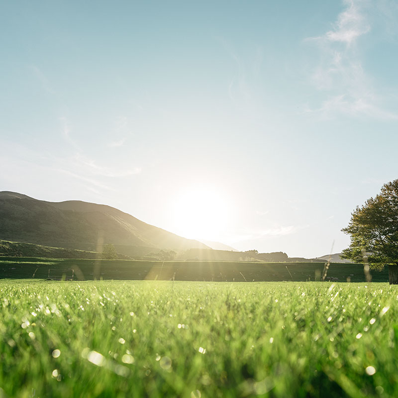 【量り売り】シルバーファーンファームス社 ニュージーランド牧草牛 チルド 牛サーロイン正肉(ストリップロイン) プレミアムステアグレード【1本:約3.0~7.0kg】