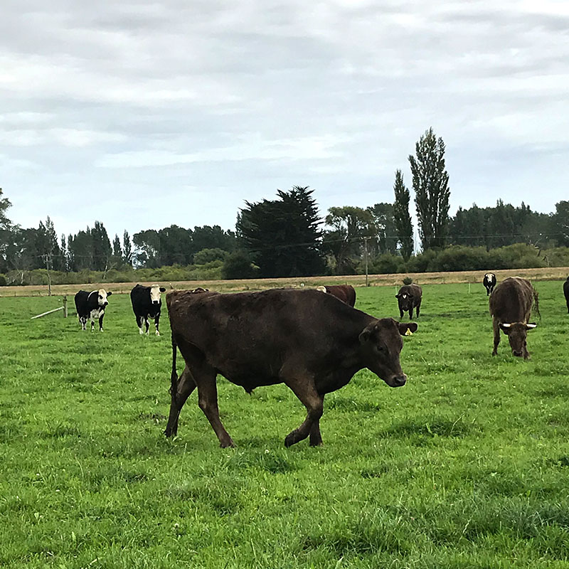 【量り売り】シルバーファーンファームス社 ニュージーランド牧草牛 チルド 牛サーロイン正肉(ストリップロイン) プレミアムステアグレード【1本:約3.0~7.0kg】