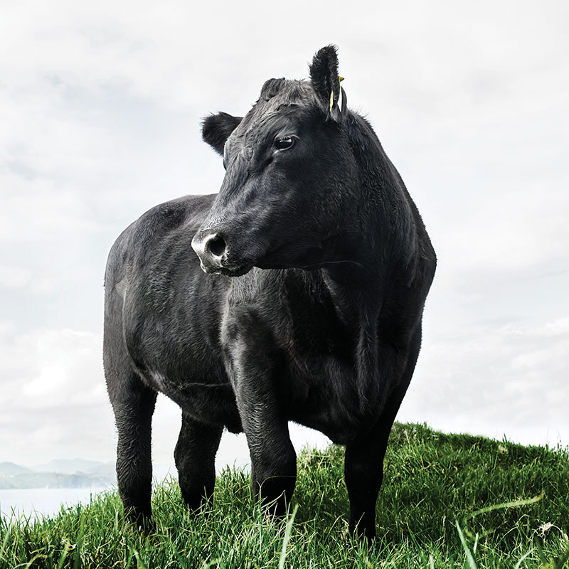 【量り売り】シルバーファーンファームス社 ニュージーランド牧草牛 チルド 牛リブロース正肉(キューブロール) プレミアムステアグレード【1本:約4.0~6.0kg】