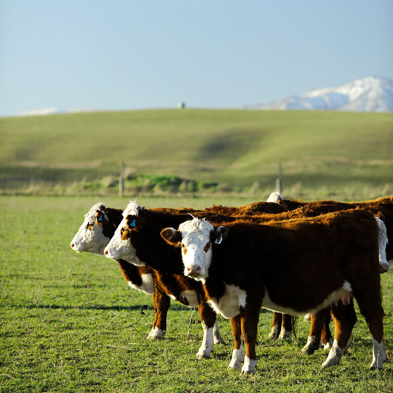 【量り売り】シルバーファーンファームス社 ニュージーランド牧草牛 チルド 牛リブロース正肉(キューブロール) プレミアムステアグレード【1本:約4.0~6.0kg】