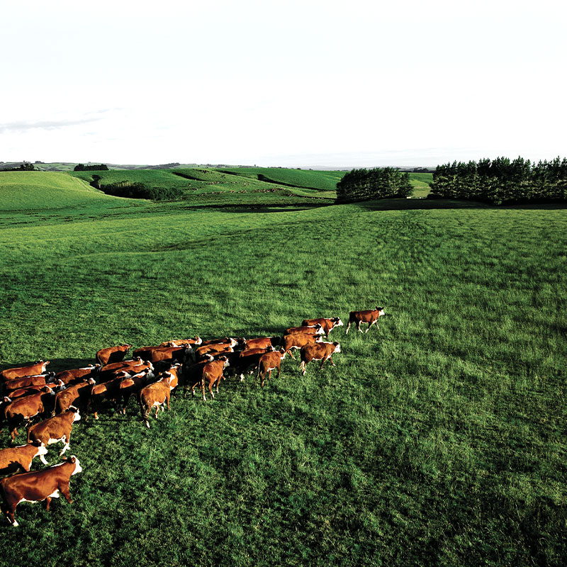 【量り売り】シルバーファーンファームス社 ニュージーランド牧草牛 チルド 牛ヒレ正肉(テンダーロイン) プレミアムステアグレード【1本:約2.0~3.0kg】