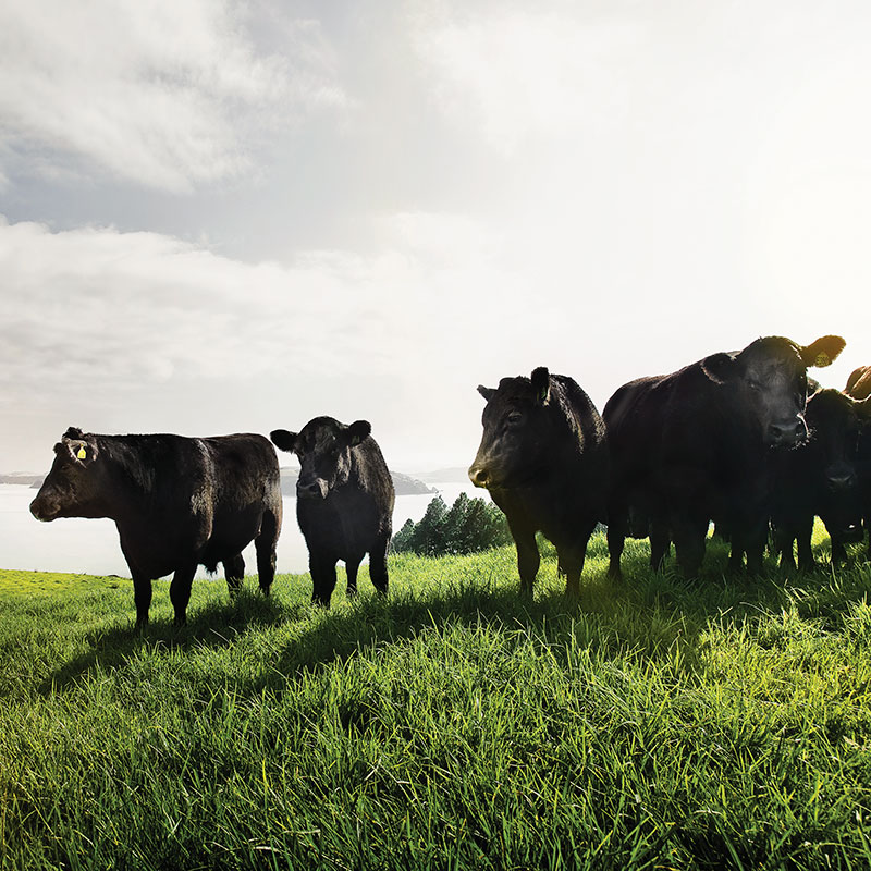 【量り売り】シルバーファーンファームス社 ニュージーランド牧草牛 チルド 牛ヒレ正肉(テンダーロイン) プレミアムステアグレード【1本:約2.0~3.0kg】