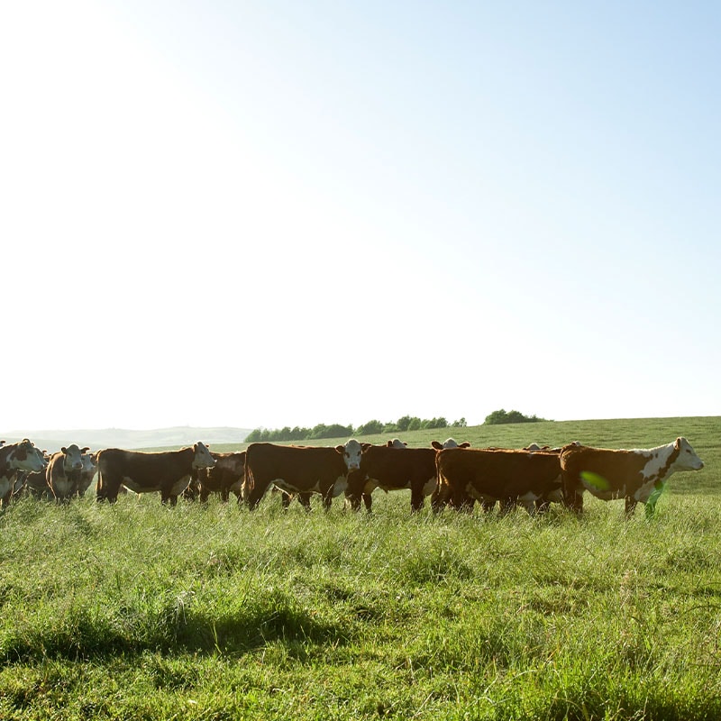 【量り売り】シルバーファーンファームス社 ニュージーランド牧草牛 チルド 牛ヒレ正肉(テンダーロイン) プレミアムステアグレード【1本:約2.0~3.0kg】