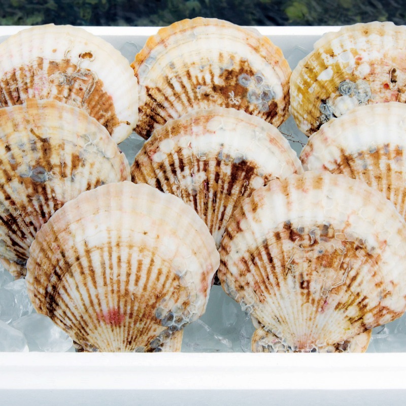 ҥޥŹӱˤۥƣ祻åȡ祵