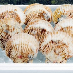 ҥޥŹӱˤۥƣ祻åȡ祵