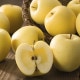 ��F-1�ϡҴ���ã�ͤ�󤴡ӥץ�ߥ�������2.5kg