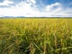 【かやもり農園産】新潟県産植酸栽培コシヒカリ「伝」5kg【精米】