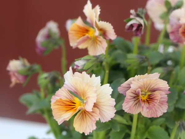 画像で花の色を選べる!!うえたビオラ「キューティーベイン」<18番>