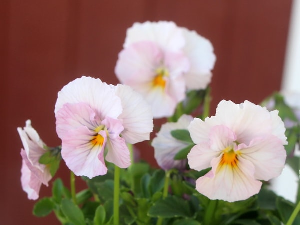 うえたビオラ「キューティーベイン」<16番>(3.5号ポット)