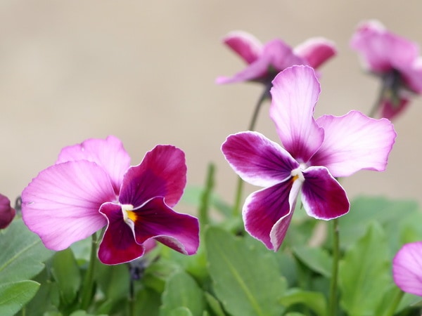 うえたオリジナルビオラ「セクシークィーン」(3.5号ポット)