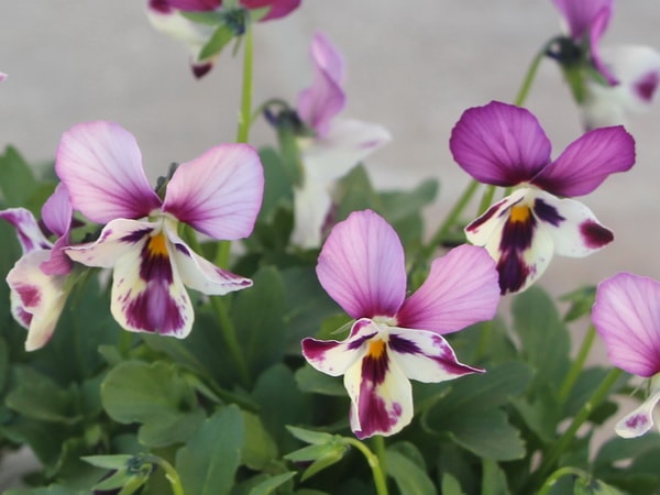 うえたオリジナルビオラ「エンジェルラブ」1番(3.5号ポット)